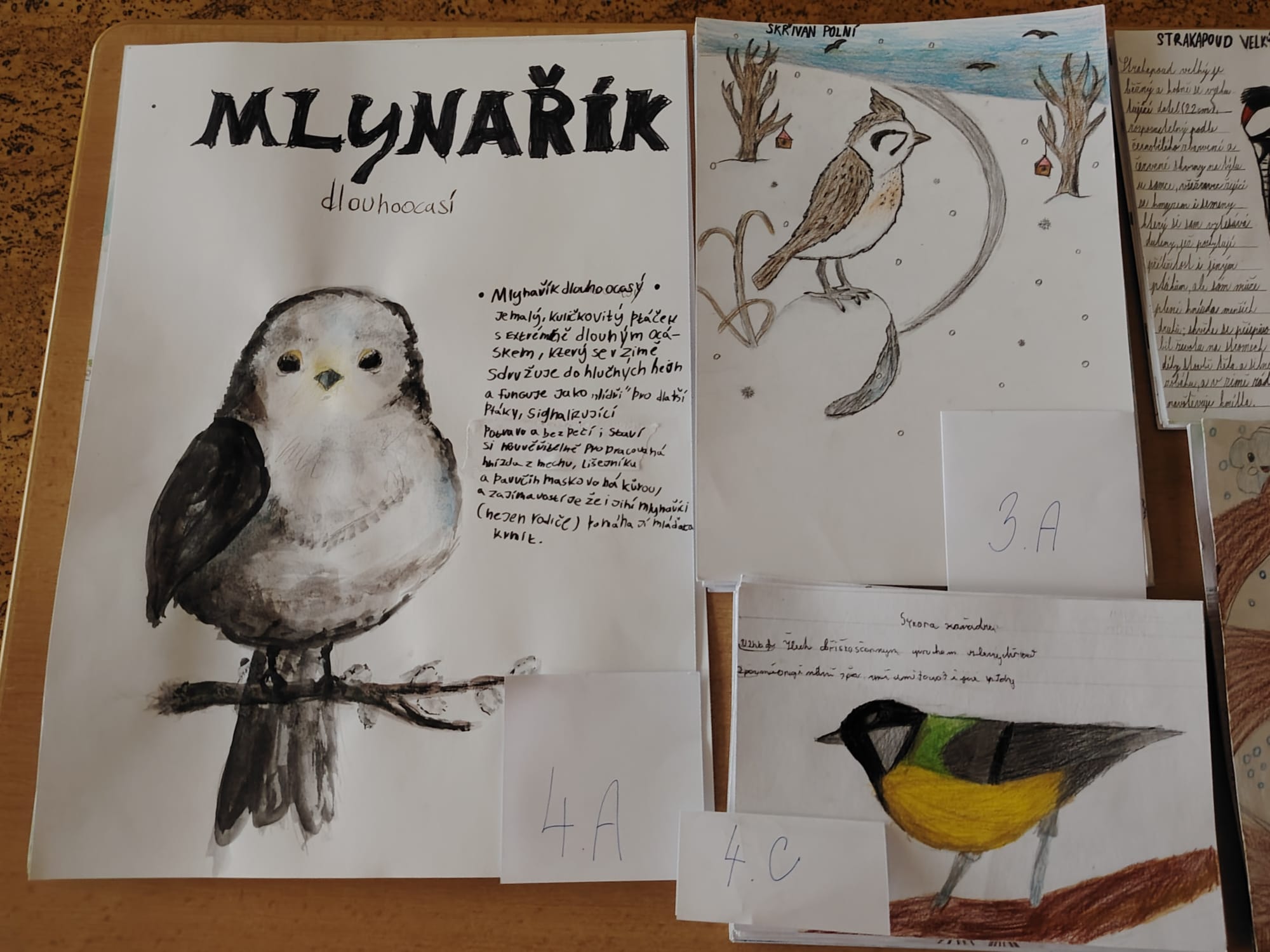 Projekt EVVO: Zimní pozorování ptáků (1. stupeň)