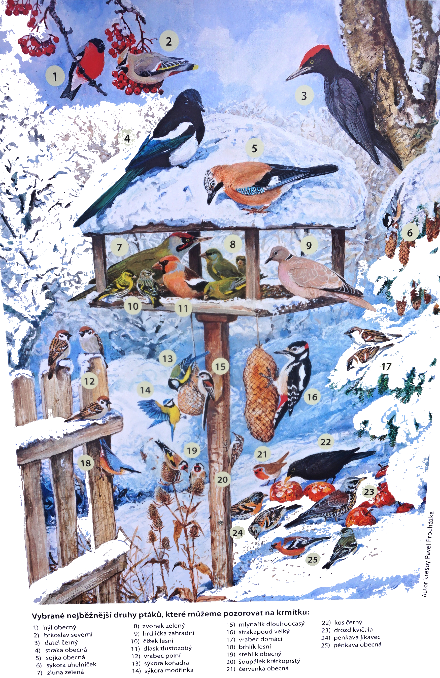 Ekosystém v místě a okolí naší školy - Ptáci u krmítka