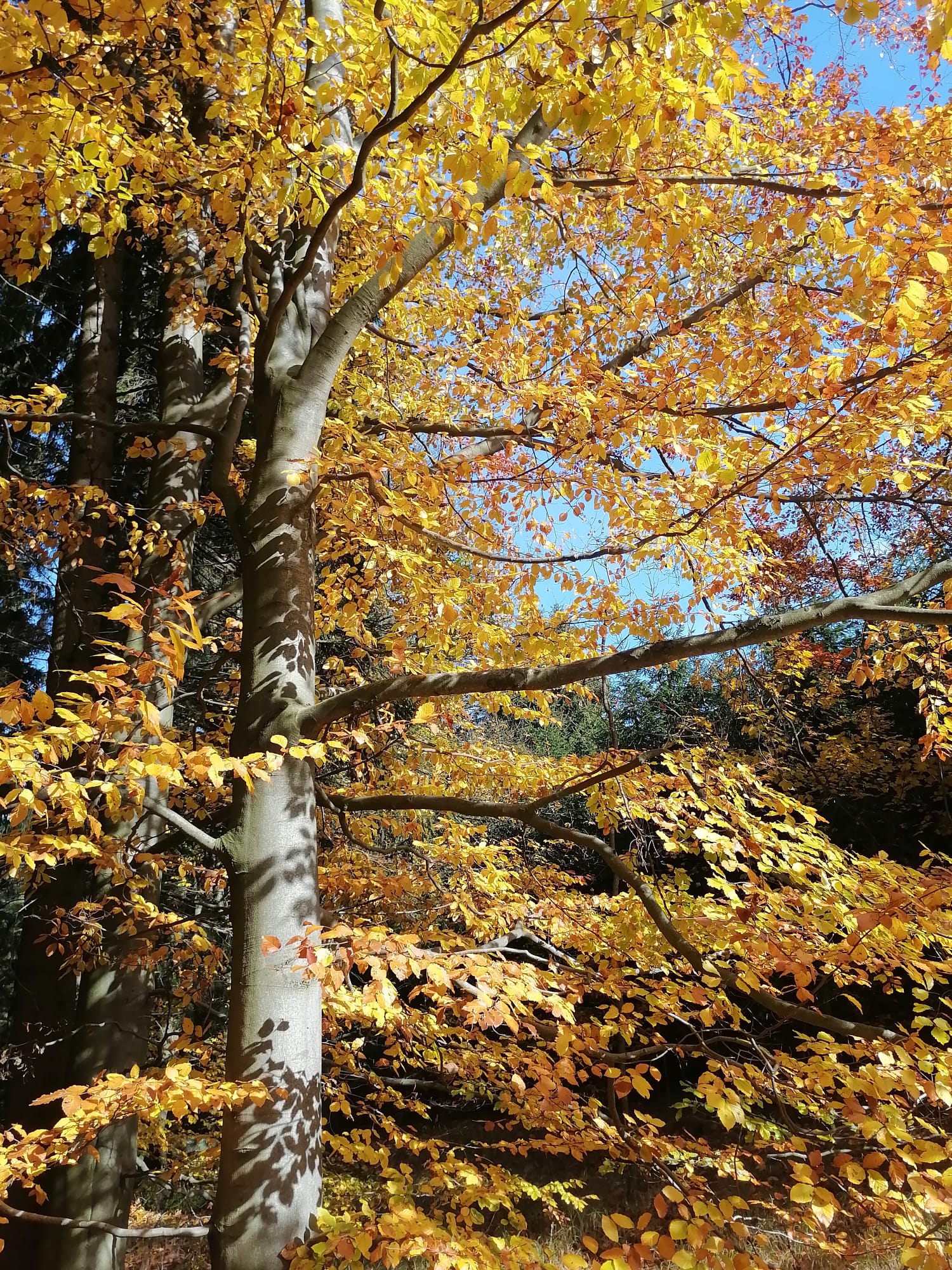 Škola v přírodě 3. A + 3. B