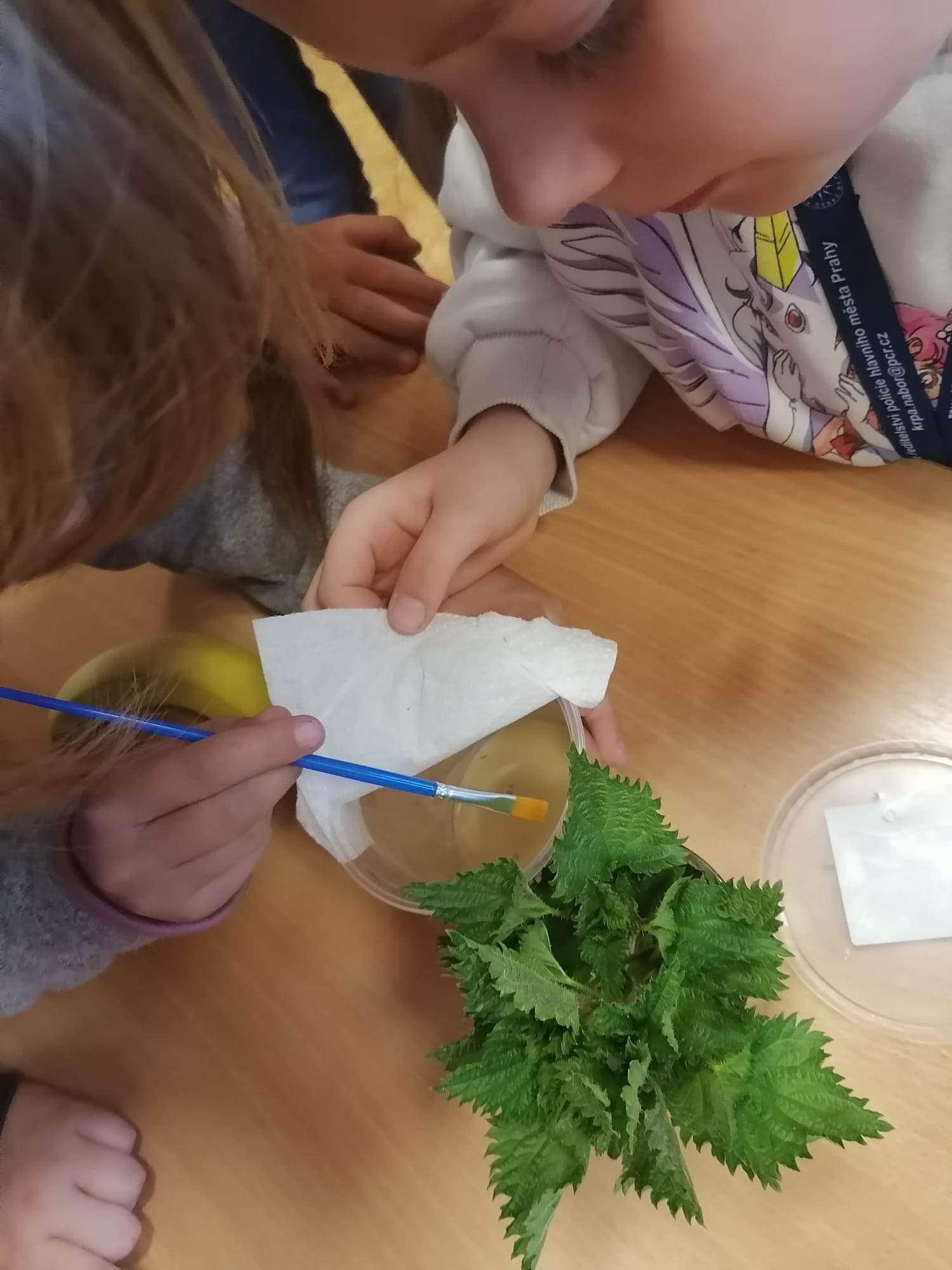 ŠD - Začíná velké pozorování: Od housenky k motýlovi