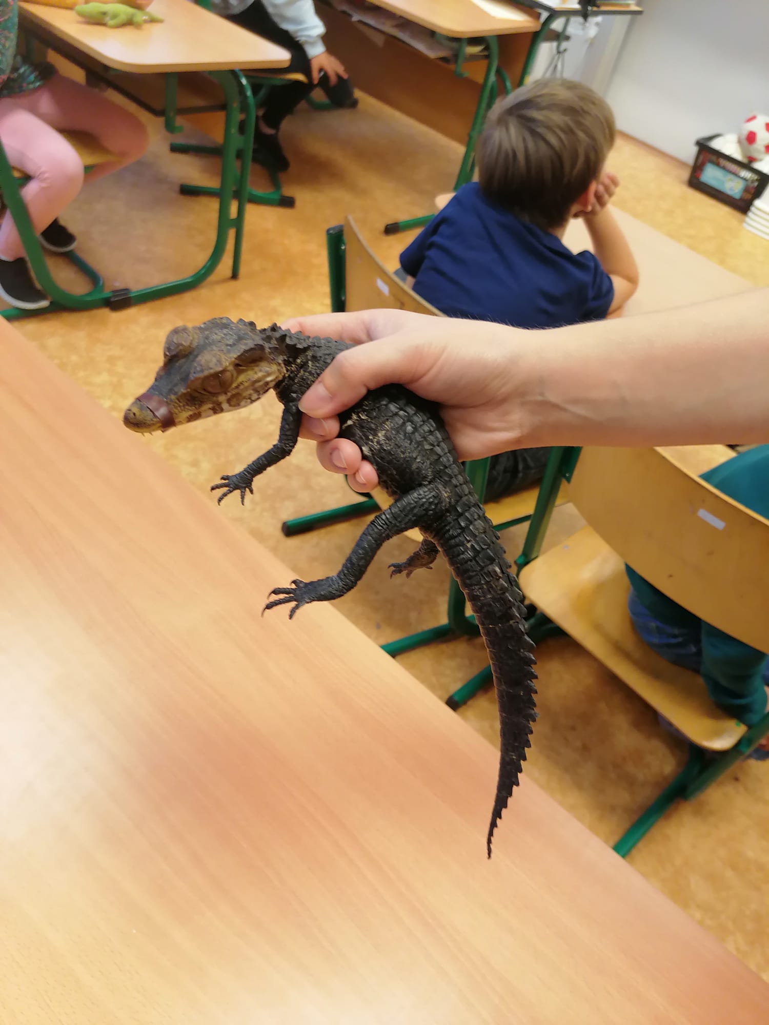 Odpoledne se zvířátky ve školní družině