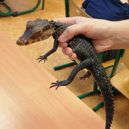 Odpoledne se zvířátky ve školní družině