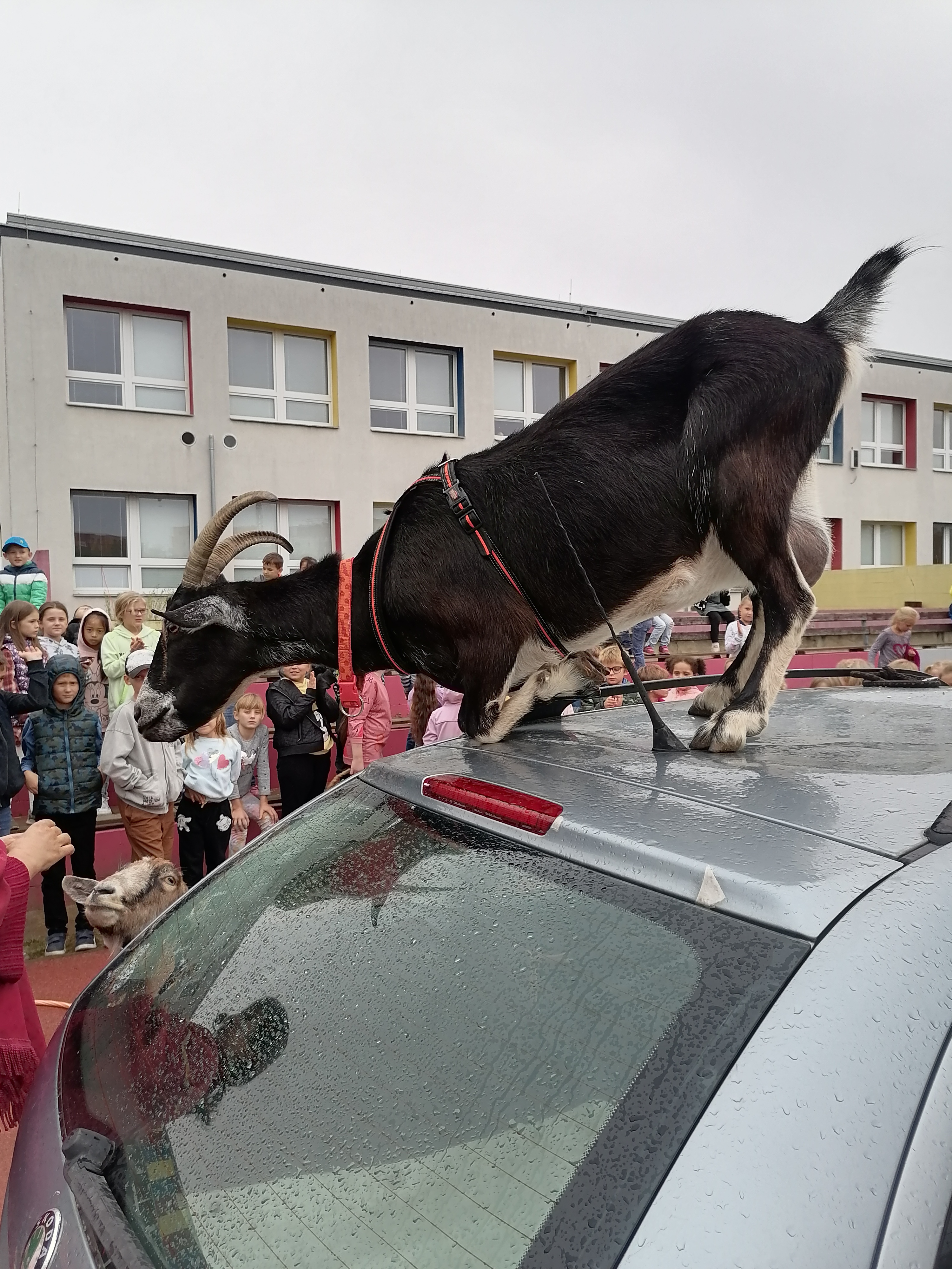 Kozy ve školní družině